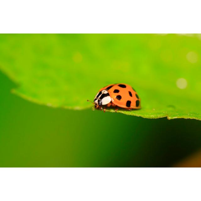 Musette Asian Lady Beetle - Wrapped Canvas Photograph 17 Stories Size: 61cm H x 61cm W x 3.8cm D on Productcaster.