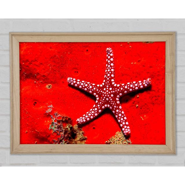 Red Starfish Framed Print Highland Dunes Size: 29.7cm H x 42cm W x 1.5cm D on Productcaster.