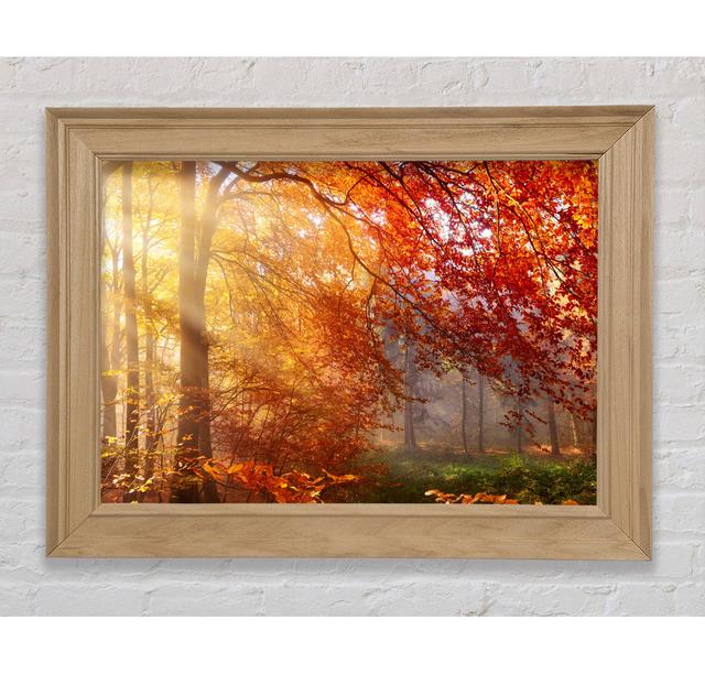 Autumn Forest Sunrays - Single Picture Frame Art Prints Bright Star Size: 21cm H x 42cm W x 8cm D on Productcaster.