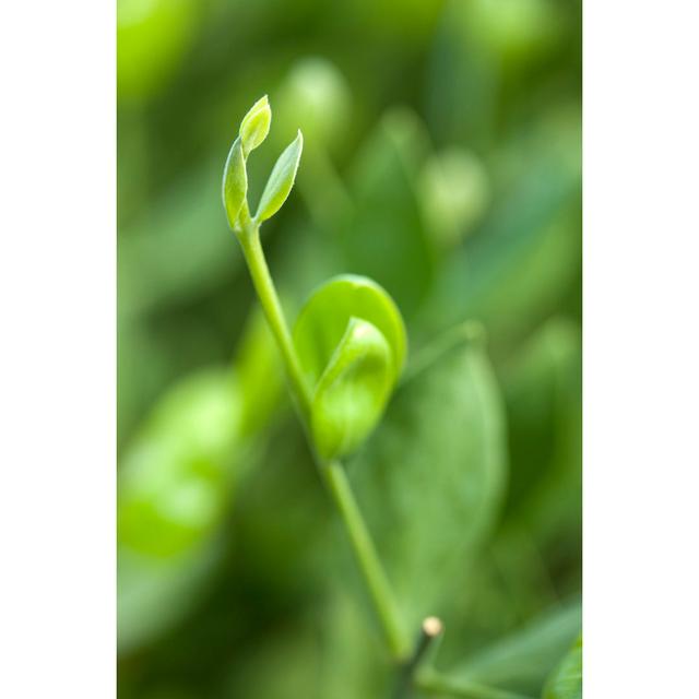 Jojoba (Simmondsia Chinensis) by AYImages - No Frame Art Prints on Canvas Latitude Run Size: 30cm H x 20cm W on Productcaster.