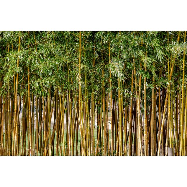 Bamboo by - Wrapped Canvas Photograph Bay Isle Home Size: 81cm H x 122cm W on Productcaster.