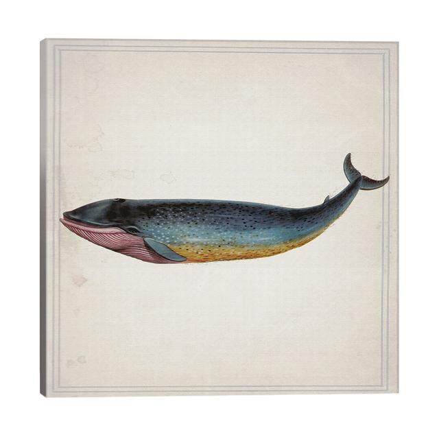 Whale Iv by Natasha Wescoat - Graphic Art on Canvas East Urban Home Size: 93.98cm H x 93.98cm W x 3.81cm D on Productcaster.