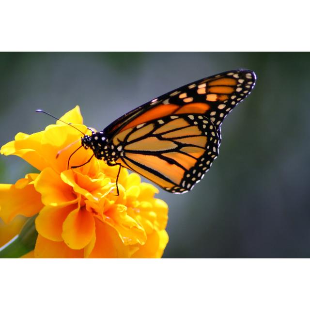 Monarch Butterfly - Wrapped Canvas Print Brambly Cottage Size: 81cm H x 122cm W x 3.8cm D on Productcaster.