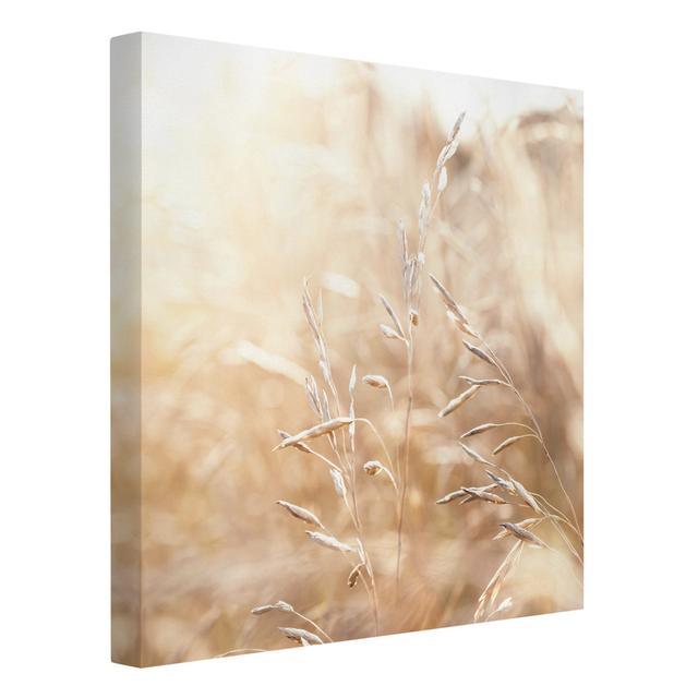 Grasses in the Sunshine - Wrapped Canvas Photograph Rosalind Wheeler Format: Recycled Canvas 330g/m², Size: 70cm H x 70cm W on Productcaster.