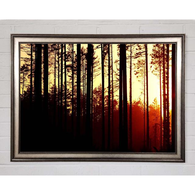 Forest Sunset - Single Picture Frame Art Prints Union Rustic Size: 84.1cm H x 118.9cm W x 1.5cm D on Productcaster.