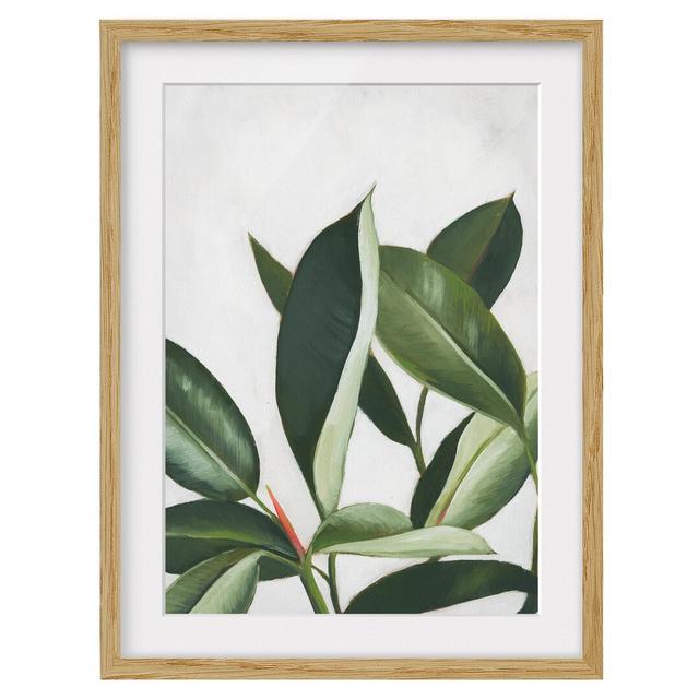 Favorite Plants - Rubber Tree - Picture Frame Painting Brambly Cottage Size: 55cm H x 40cm W x 2cm D, Frame Option: Brown on Productcaster.