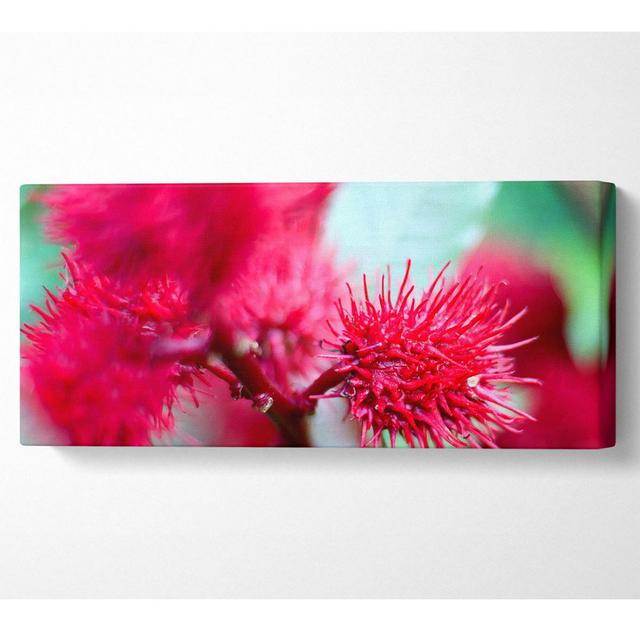 Spikey Flower Heads - Wrapped Canvas Art Prints Ebern Designs Size: 50.8cm H x 121.9cm W on Productcaster.