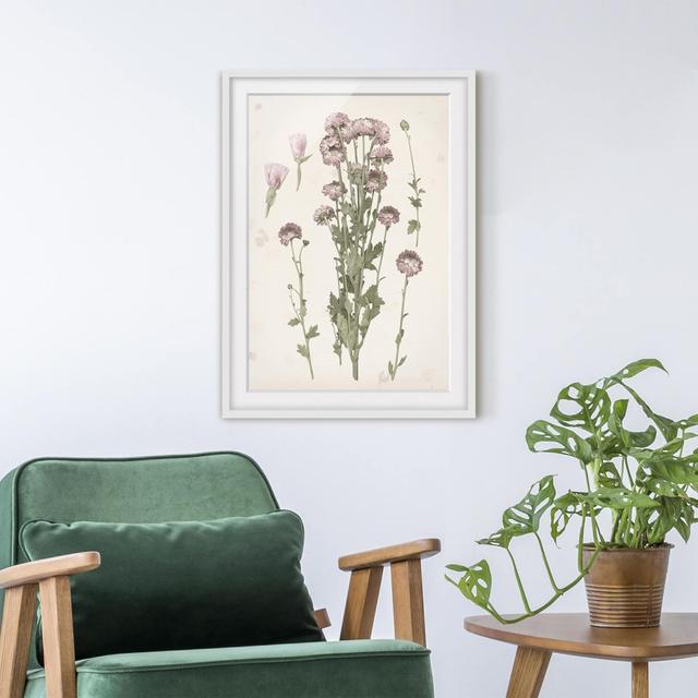 Herbarium in Pink I - Picture Frame Painting Brambly Cottage Size: 40cm H x 30cm W x 2cm D, Frame Option: White on Productcaster.