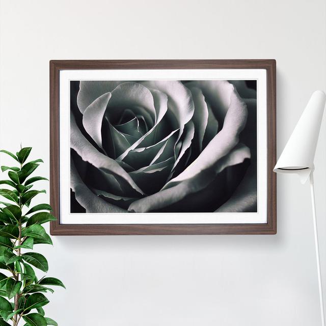 Striking Rose Flower - Single Picture Frame Print Fairmont Park Frame Colour: Walnut, Size: 34cm H x 46cm W x 2cm D on Productcaster.