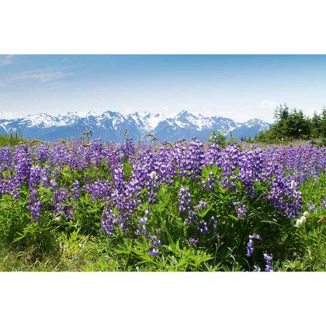 Wildflowers At Hurricane Ridge 17 Stories Size: 20cm H x 30cm W on Productcaster.