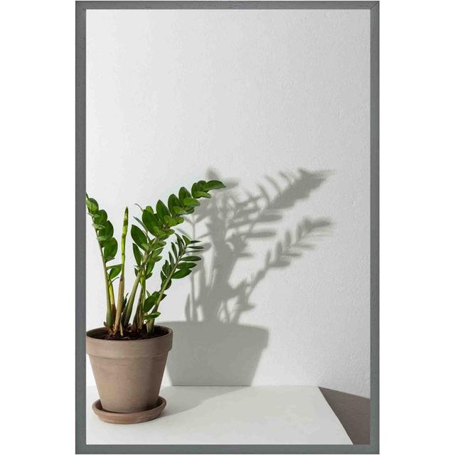 Florien Zamioculcas - Single Picture Frame Art Prints Bay Isle Home Size: 76cm H x 51cm W x 4cm D, Frame Colour: Grey on Productcaster.