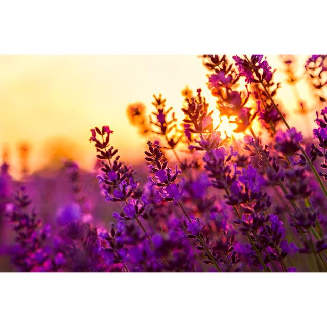 Lavender Field In Tihany, Hungary Fleur De Lis Living Size: 30cm H x 46cm W x 3.8cm D on Productcaster.