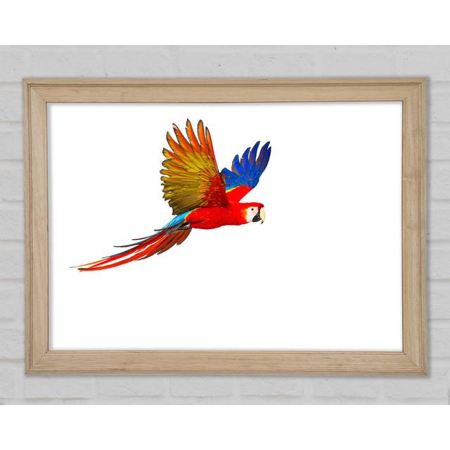 Parrot In Flight - Single Picture Frame Art Prints 17 Stories Size: 42cm H x 59.7cm W x 1.5cm D on Productcaster.