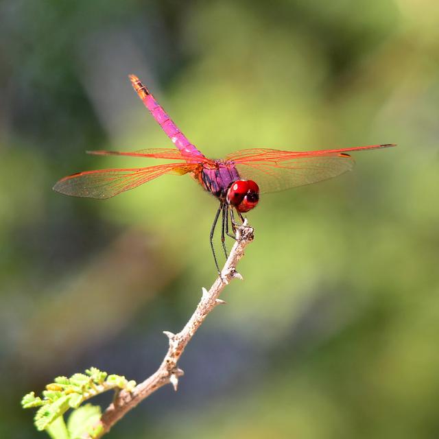 Rote Libelle von Karelgallas - Druck 17 Stories Größe: 60 cm H x 60 cm B x 1,8 cm T on Productcaster.