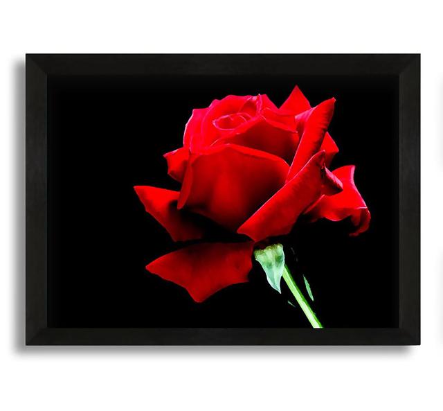 Red Rose Black Velvet - Picture Frame Graphic Art on Canvas Canora Grey Size: 42cm H x 60cm W x 10cm D on Productcaster.