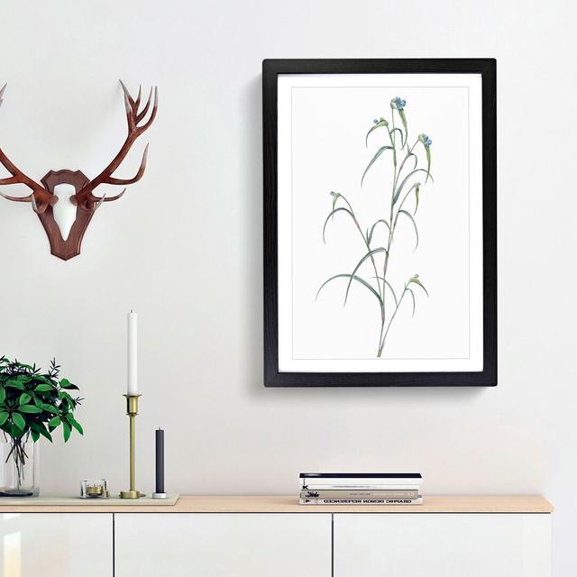 Birdbill Dayflower by Pierre-Joseph Redoute - Picture Frame Painting Print East Urban Home Frame Option: Black Framed, Size: 36cm H x 27cm W x 2cm D on Productcaster.