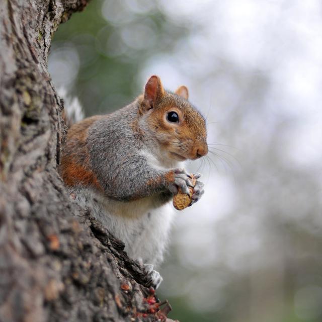 Grey Squirrel by Patrickistock - Wrapped Canvas Photograph Alpen Home Size: 122cm H x 122cm W on Productcaster.