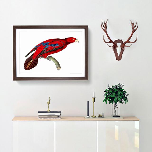 Blue-Tipped Lory by George Shaw - Picture Frame Painting East Urban Home Format: Walnut, Size: 35cm H x 50cm W x 2cm D on Productcaster.