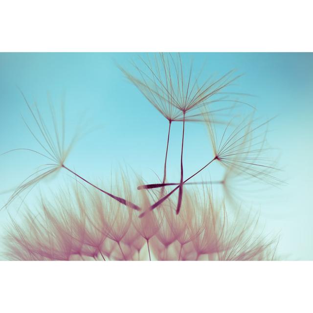 Macro Dandelion Seed - Print 17 Stories Size: 81cm H x 122cm W x 3.8cm D on Productcaster.