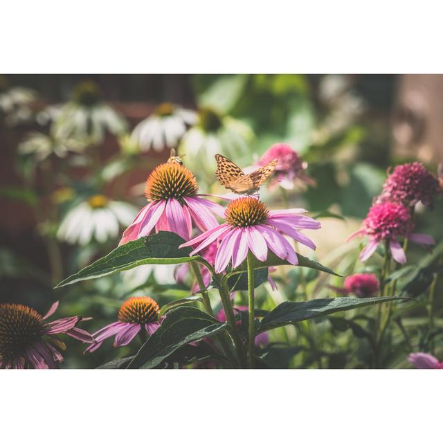 Shartlesville Butterfly On Flower by KatarinaGondova - Wrapped Canvas Print Marlow Home Co. Size: 20cm H x 30cm W x 3.8cm D on Productcaster.