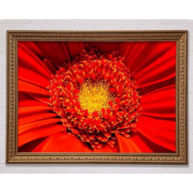 The Centre Of A Gerbera - Single Picture Frame Art Prints Bright Star Size: 21cm H x 29.7cm W on Productcaster.