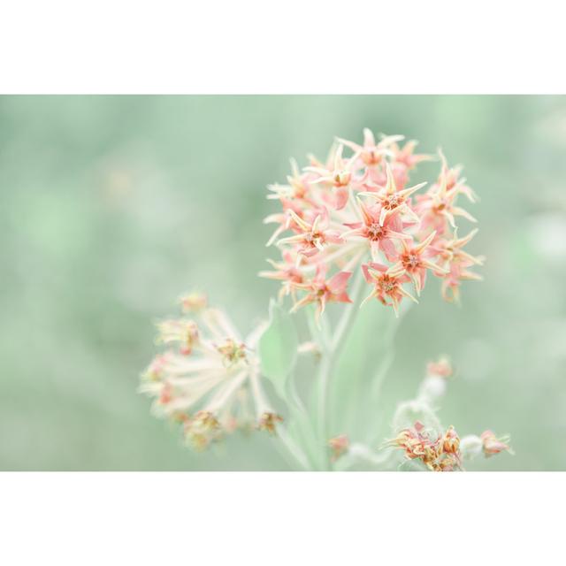 Milkweed Flower Bloom by Debibishop - No Frame Art Prints on Canvas 17 Stories Size: 20cm H x 30cm W on Productcaster.