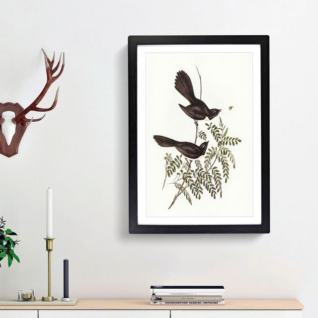 Black Fantailed Flycatcher Birds by Elizabeth Gould - Picture Frame Art Print East Urban Home Frame Option: Black Framed, Size: 48cm H x 36cm W x 2cm on Productcaster.