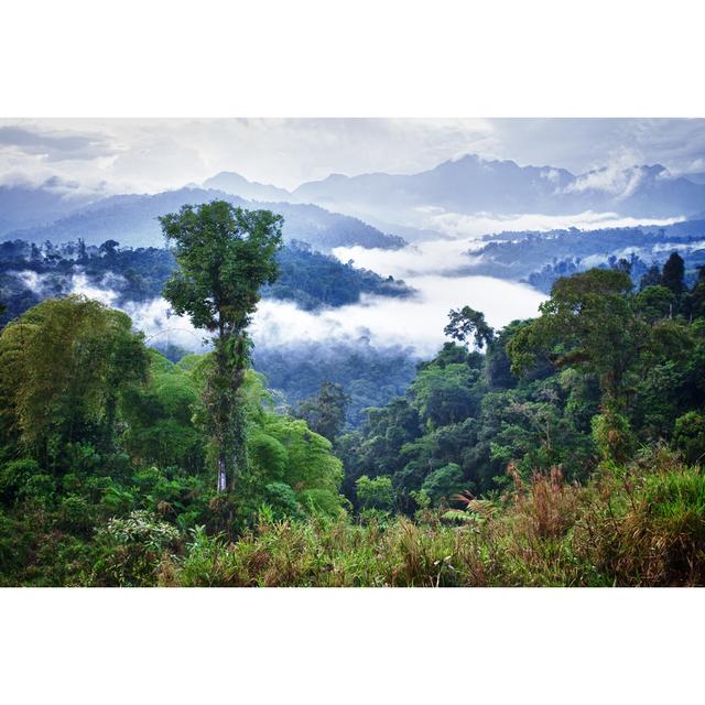 Rainforest by Kalistratova - No Frame Print on Canvas Alpen Home Size: 30cm H x 46cm W on Productcaster.