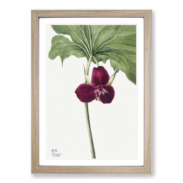 Sweet Trillium by Mary Vaux Walcott - Picture Frame Painting East Urban Home Size: 48cm H x 36cm W x 2cm D, Frame Option: Oak Framed on Productcaster.