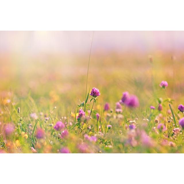 Flowering Clover - Wrapped Canvas Photograph Marlow Home Co. Size: 61cm H x 91cm W on Productcaster.