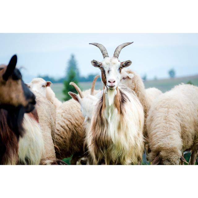 Portrait of Domestic Goat by Seakitten - Wrapped Canvas Photograph August Grove Size: 60.96cm x 91.44cm on Productcaster.