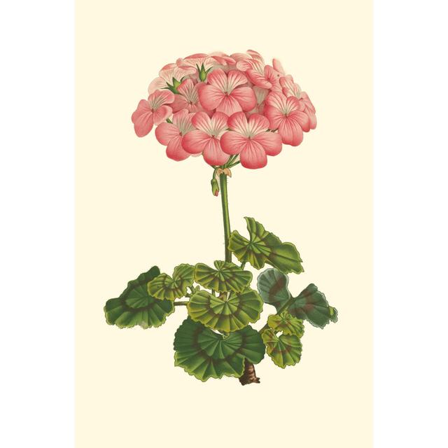 Pink Geranium III by VanHoutte - Wrapped Canvas Painting Marlow Home Co. Size: 91cm H x 61cm W on Productcaster.