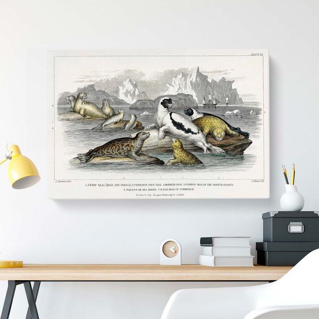 Seal Illustration by Oliver Goldsmith - Wrapped Canvas Painting East Urban Home Size: 40cm H x 60cm W x 3cm D on Productcaster.