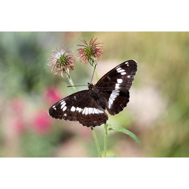 Felise White Admiral by MikeLane45 - Print Brambly Cottage Size: 51cm H x 76cm W x 3.8cm D on Productcaster.