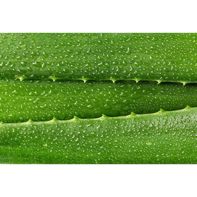 Leayla Aloe Vera Leaf Close-up - Wrapped Canvas Photograph 17 Stories Size: 51cm H x 76cm W x 3.8cm D on Productcaster.