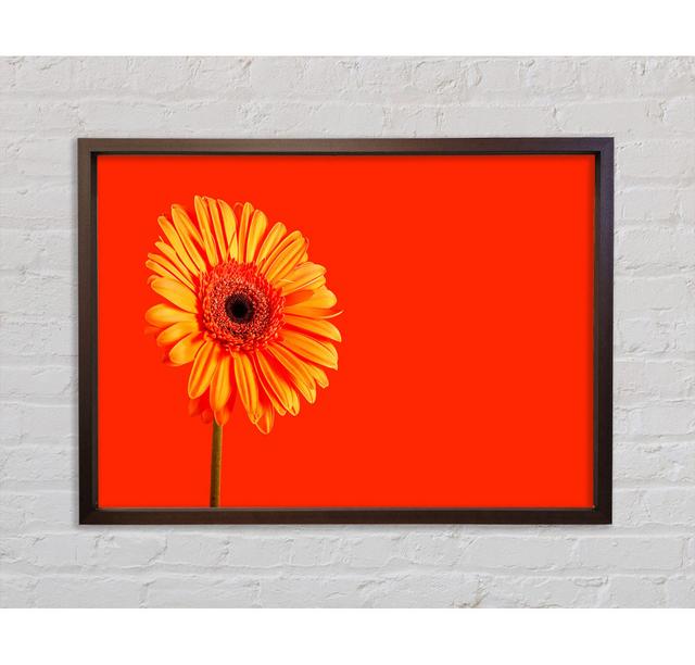 Orange On Orange Gerbera - Single Picture Frame Art Prints Brayden Studio Size: 84.1cm H x 118.9cm W x 3.3cm D, Format: Walnut Framed Canvas on Productcaster.