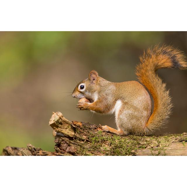 Red Squirrel In Autumn by Mirceax - Wrapped Canvas Print 17 Stories Size: 61cm H x 91cm W on Productcaster.