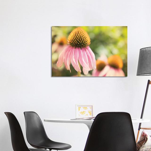 Echinacea Study II by Jason Johnson - Wrapped Canvas Photograph Latitude Run Size: 66.04cm H x 101.6cm W x 1.905cm D on Productcaster.