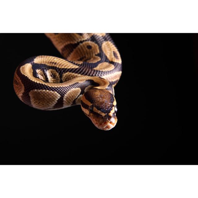 Ball Python by Jenjen42 - No Frame Art Prints on Canvas 17 Stories Size: 61cm H x 91cm W on Productcaster.