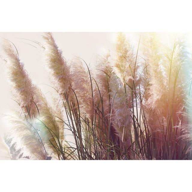 Dry Cane In Meadow by PhotoIris2021 - Wrapped Canvas Print 17 Stories Size: 81cm H x 122cm W on Productcaster.