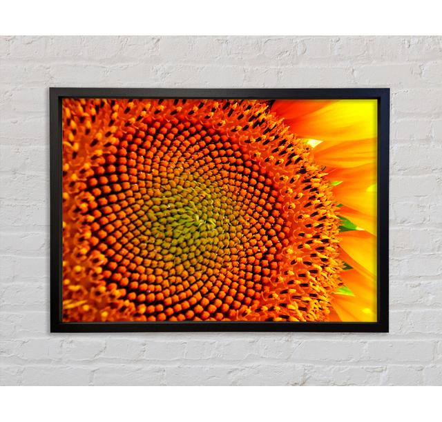 Gerahmtes Leinwandbild Stunning Sunflower Close-Up Brayden Studio Format: Schwarz gerahmte Leinwand, Größe: 100 cm H x 141,4 cm B x 3,3 cm T on Productcaster.