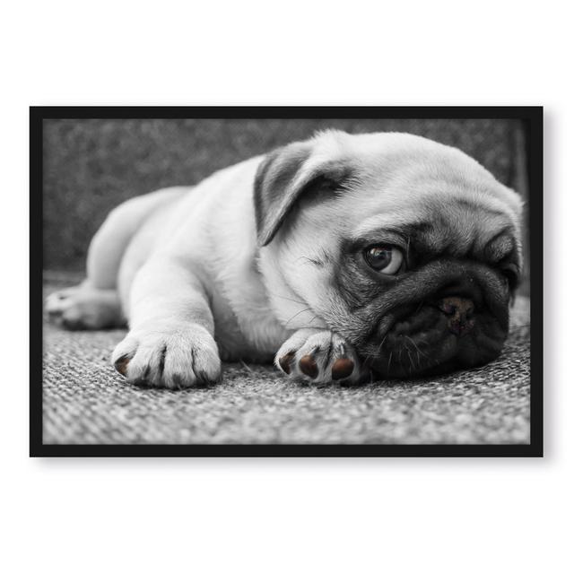 Gerahmtes Foto "Sweet Little Pug on a Carpet" ClassicLiving Größe: 80 cm H x 60 cm B x 2.5 cm T on Productcaster.