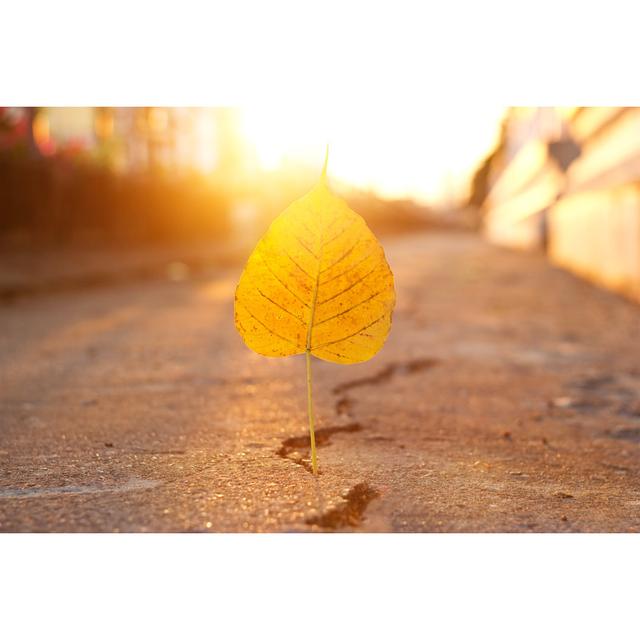 Leaf Stabbed Into Crack von Ipopba - Kunstdrucke auf Leinwand 17 Stories Größe: 30 cm H x 20 cm B on Productcaster.