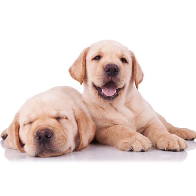 Two Adorable Little Labrador Retriever Puppies - Wrapped Canvas Print Ebern Designs Size: 61cm H x 91cm W on Productcaster.