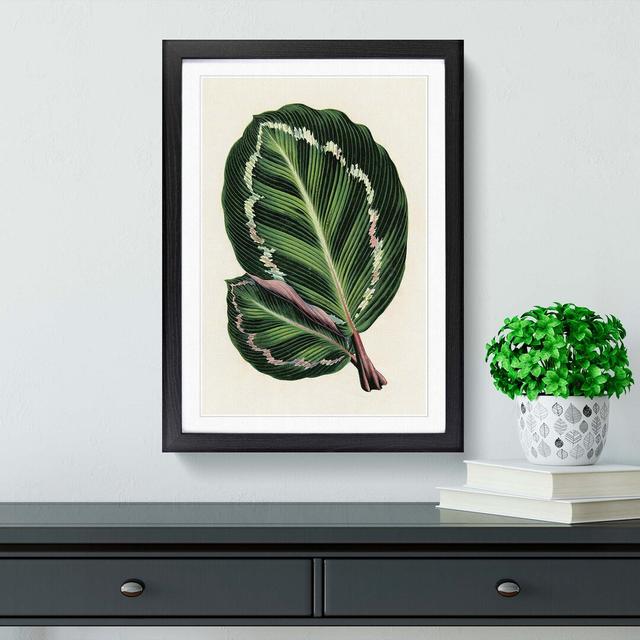 Rose Painted Calathea Leaves by Benjamin Fawcett - Picture Frame Painting Print East Urban Home Frame Option: Black, Size: 91cm H x 60cm W x 2cm D on Productcaster.