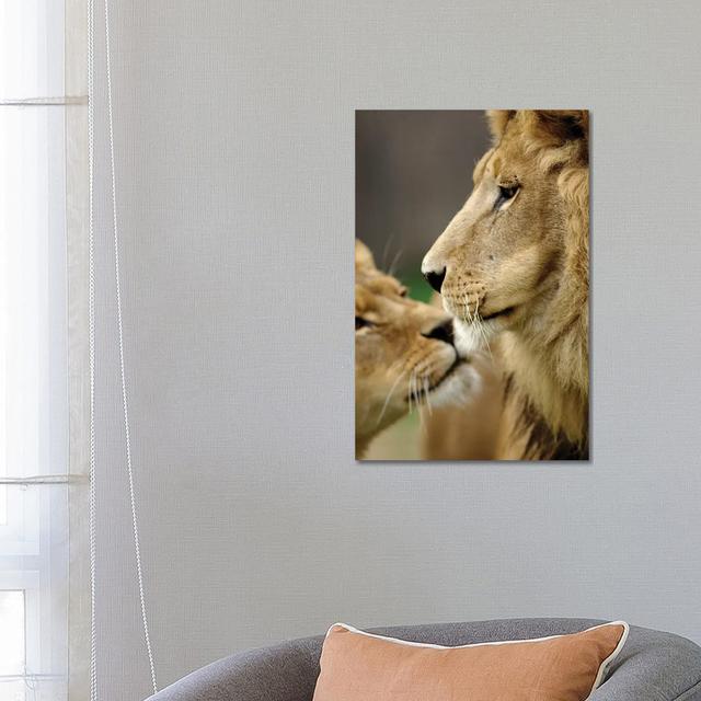 Lions in Love by Goran Anastasovski - Wrapped Canvas Graphic Art Latitude Run Size: 66.04cm H x 45.72cm W x 1.905cm D on Productcaster.