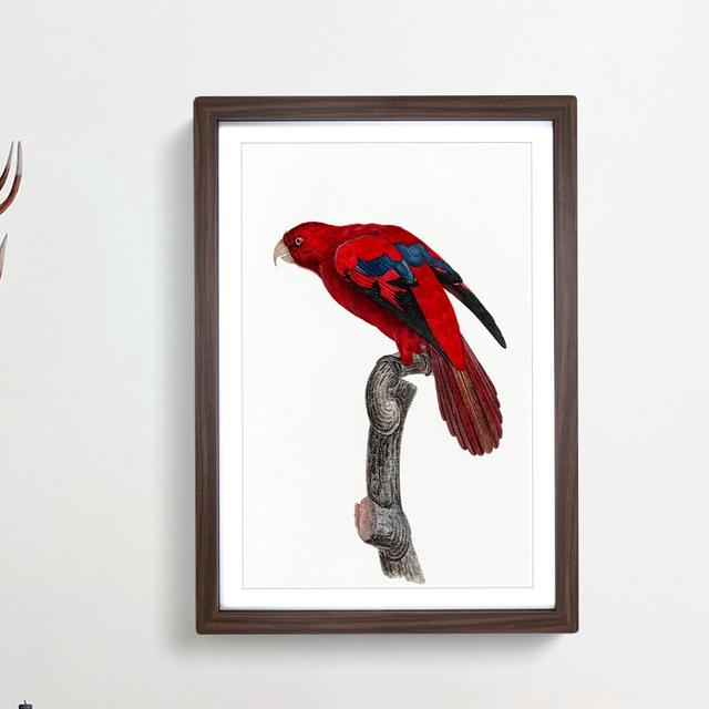 Red Lory by F. Levaillant - Picture Frame Painting Print East Urban Home Frame Option: Walnut Framed, Size: 36cm H x 27cm W x 2cm D on Productcaster.