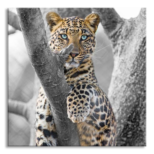 Majestic Leopard on a Tree - Unframed Photograph on Glass Ebern Designs Size: 80cm H x 80cm W x 0.4cm D on Productcaster.