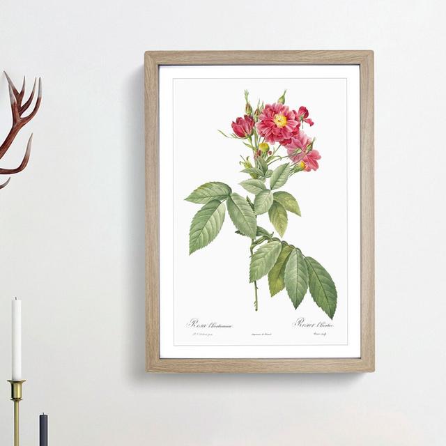 Rambling Rose in Pink by Pierre-Joseph Redoute - Picture Frame Painting Print East Urban Home Frame Option: Oak Framed, Size: 65cm H x 48cm W x 2cm D on Productcaster.