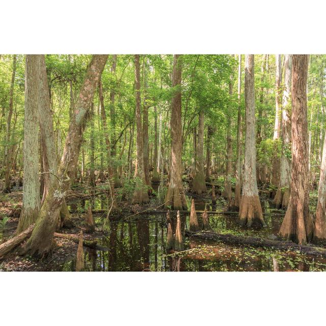 Cypress Swamp In Florida by VisionsbyAtlee - No Frame Print on Canvas Alpen Home Size: 30cm H x 46cm W on Productcaster.